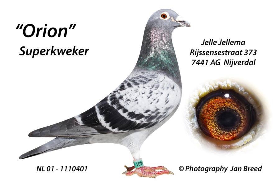 5.RO-25-18676 M ♂ Nepot ANGELINA Jelle Jellema 13e Nat. AS Maraton Olanda 2018 11e NPO Periqueux 2018 20e NPO Periqueux 2018 - imagine 3