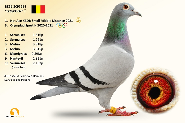 3.BE-25-4194197 M ♂ 4 x consangvin BLIZZARD KING KITTEL Pierre Beyl 1 e Nat ace KBDB SD youngster 2021 - imagine 5