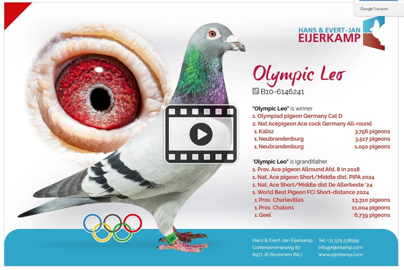 2.RO-25-5614 F ♀ Mama porumbelului este nepoata din celebru KITTEL Dirk van den Bulck 1st Nat. ace KBDB young birds sprint 2013 - imagine 4