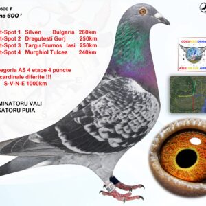 c. RO-25-053600 F  ♀ 12e Categoria AS 4 etape 4 puncte cardinale diferite !!! Orig. TEMINATORU VALI