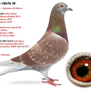 6.RO-25-18676 M ♂ Nepot ANGELINA Jelle Jellema  13e Nat. AS Maraton Olanda 2018 11e NPO Periqueux 2018 20e NPO Periqueux 2018