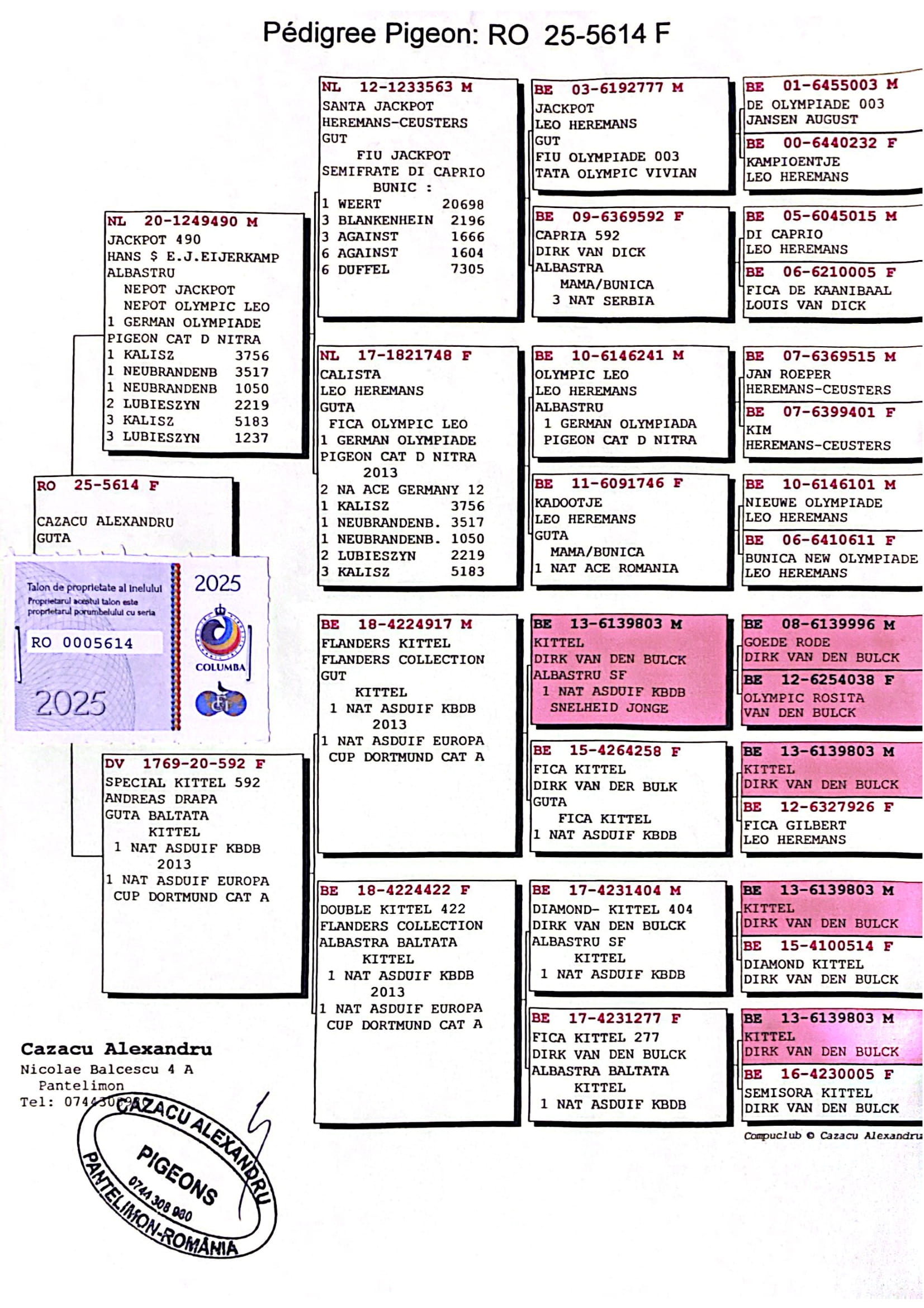 2.RO-25-5614 F ♀ Mama porumbelului este nepoata din celebru KITTEL Dirk van den Bulck 1st Nat. ace KBDB young birds sprint 2013 - imagine 2