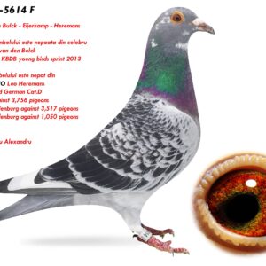2.RO-25-5614 F ♀ Mama porumbelului este nepoata din celebru KITTEL Dirk van den Bulck  1st Nat. ace KBDB young birds sprint 2013