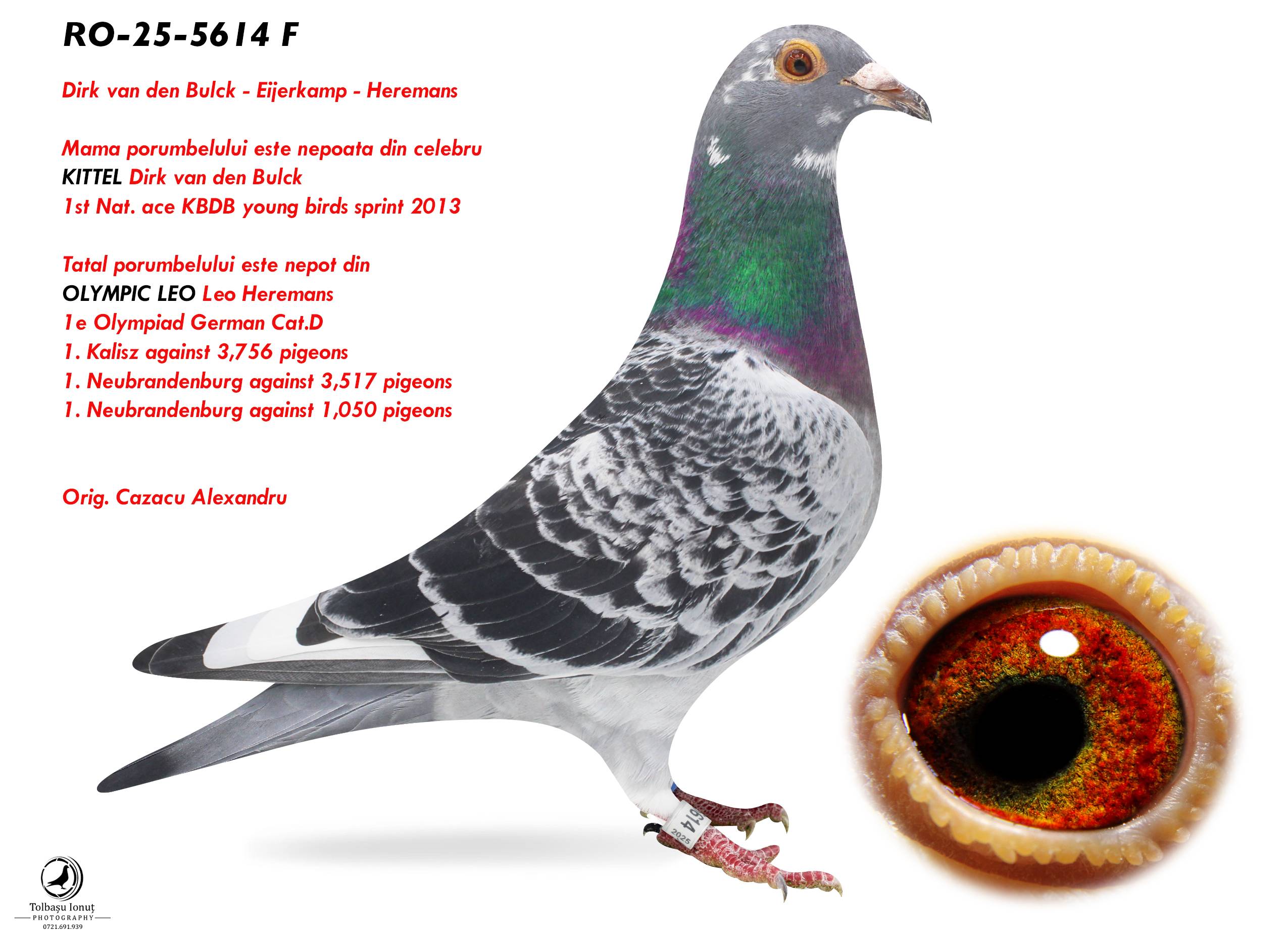 2.RO-25-5614 F ♀ Mama porumbelului este nepoata din celebru KITTEL Dirk van den Bulck 1st Nat. ace KBDB young birds sprint 2013