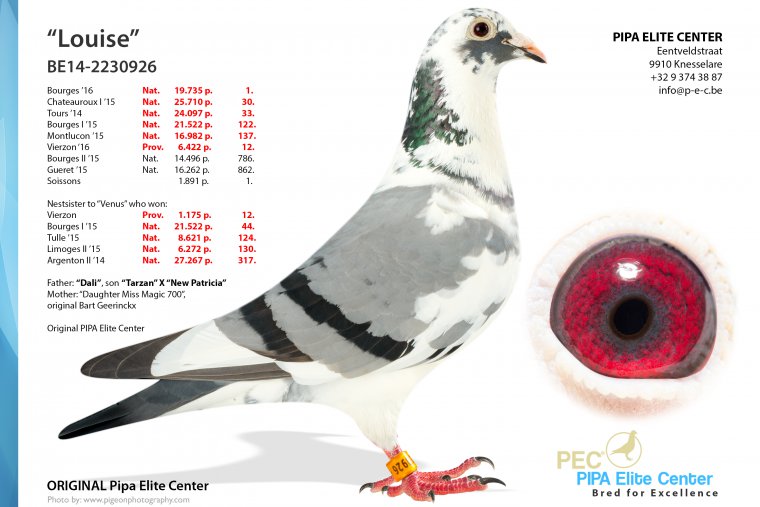 3.RO-25-009742 F ♀ Consangvina Porsche 911 Pipa Elite Center 5. Nat. acebird KBDB gr. middle dist. YL 2015 7. Nat. - imagine 4