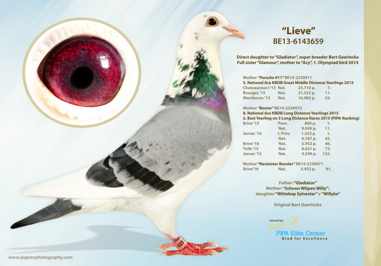 3.RO-25-009742 F ♀ Consangvina Porsche 911 Pipa Elite Center 5. Nat. acebird KBDB gr. middle dist. YL 2015 7. Nat. - imagine 5
