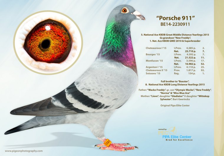 3.RO-25-009742 F ♀ Consangvina Porsche 911 Pipa Elite Center 5. Nat. acebird KBDB gr. middle dist. YL 2015 7. Nat. - imagine 3