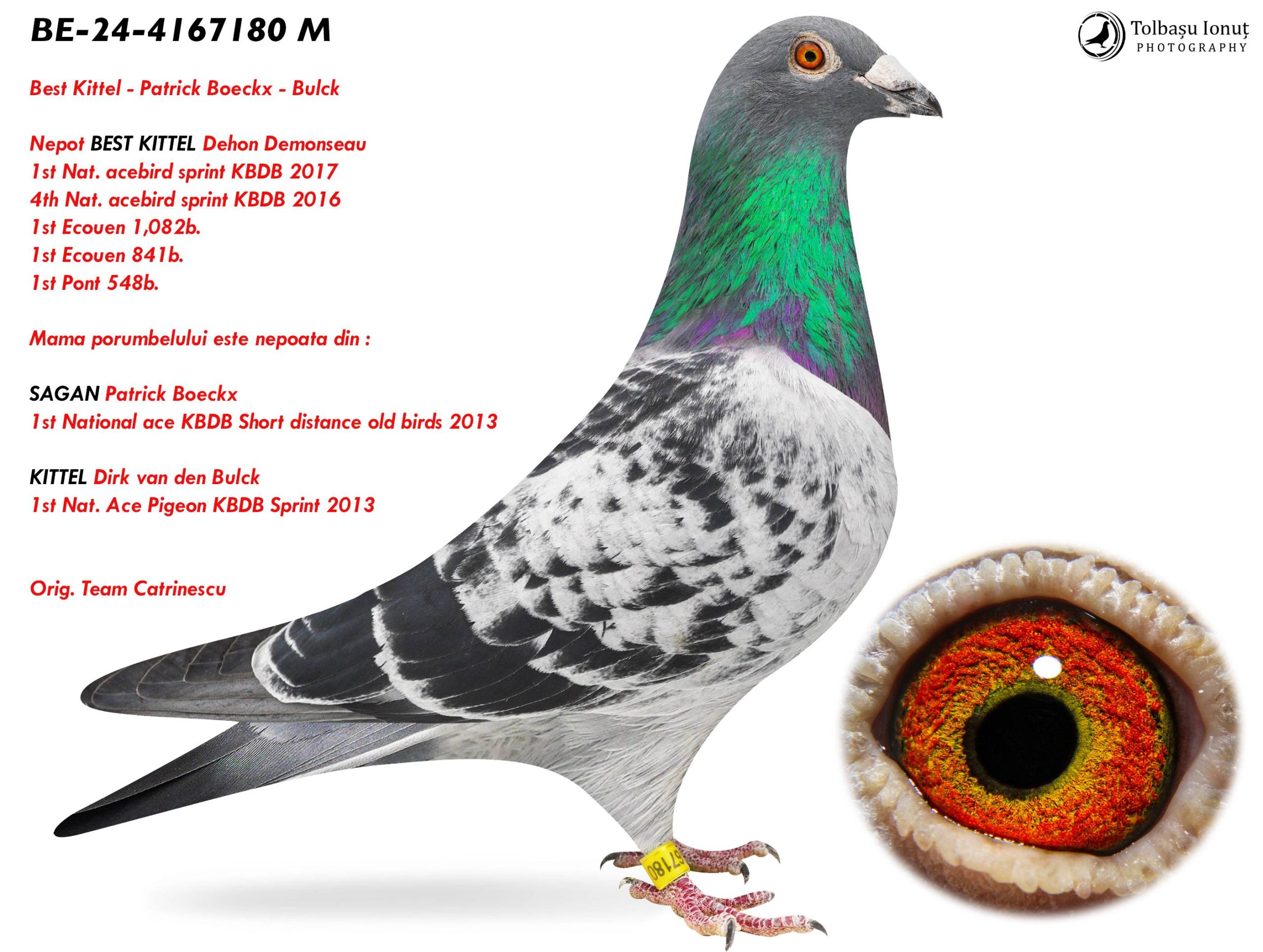 6.BE-24-4167180 M ♂ Nepot BEST KITTEL Dehon Demonseau 1st Nat. acebird sprint KBDB 2017 4th Nat. acebird sprint KBDB 2016