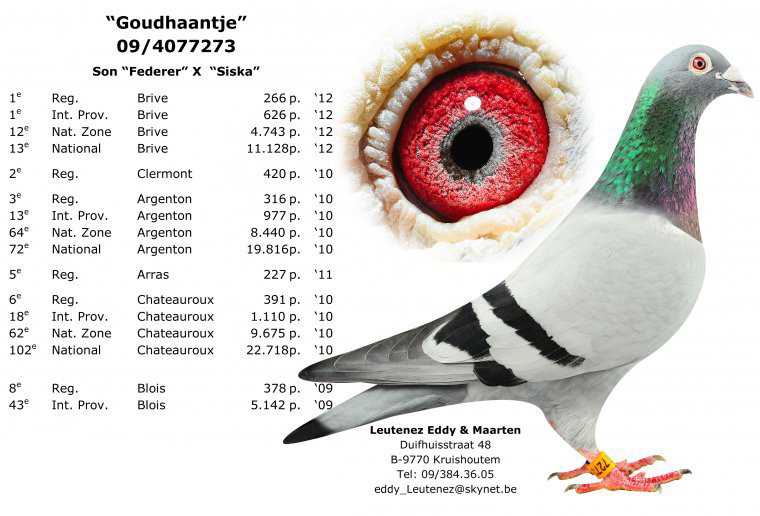 2.RO-24-11351 M ♂ Rudy Diels - Lambrechts - Dirk van den Bulck Fiu din 4646-20 Cazacu Alexandru 6e Viteză Bucuresti Maturi 2022 - imagine 3