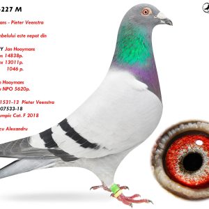 4.RO-23-227 M ♂ Tatal porumbelului este nepot din   NEW HARRY Jan Hooymans 1e Niergnies 14838p.  1e Pt.ST.max 13011p. 1e Melun       1046 p.
