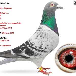 9.RO-24-6290 M ♂ Mama porumbelului este nepoată din  JERSON Koopman  Olympic Fond Nitra 2013 Semifrate de tata cu : 6e / 7530p.  8e / 8046p.