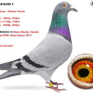 6.RO-24-876505 F ♀ Lous Van Loon - Olteanu Cosmin   Loc 28 din   4565p. 205km  Loc 36 din 11158p. 159km