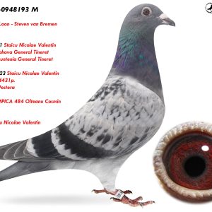 3.RO-25-0948193 M ♂ Semifrate  866708-21 Staicu Nicolae Valentin  1e Jud. Prahova General Tineret