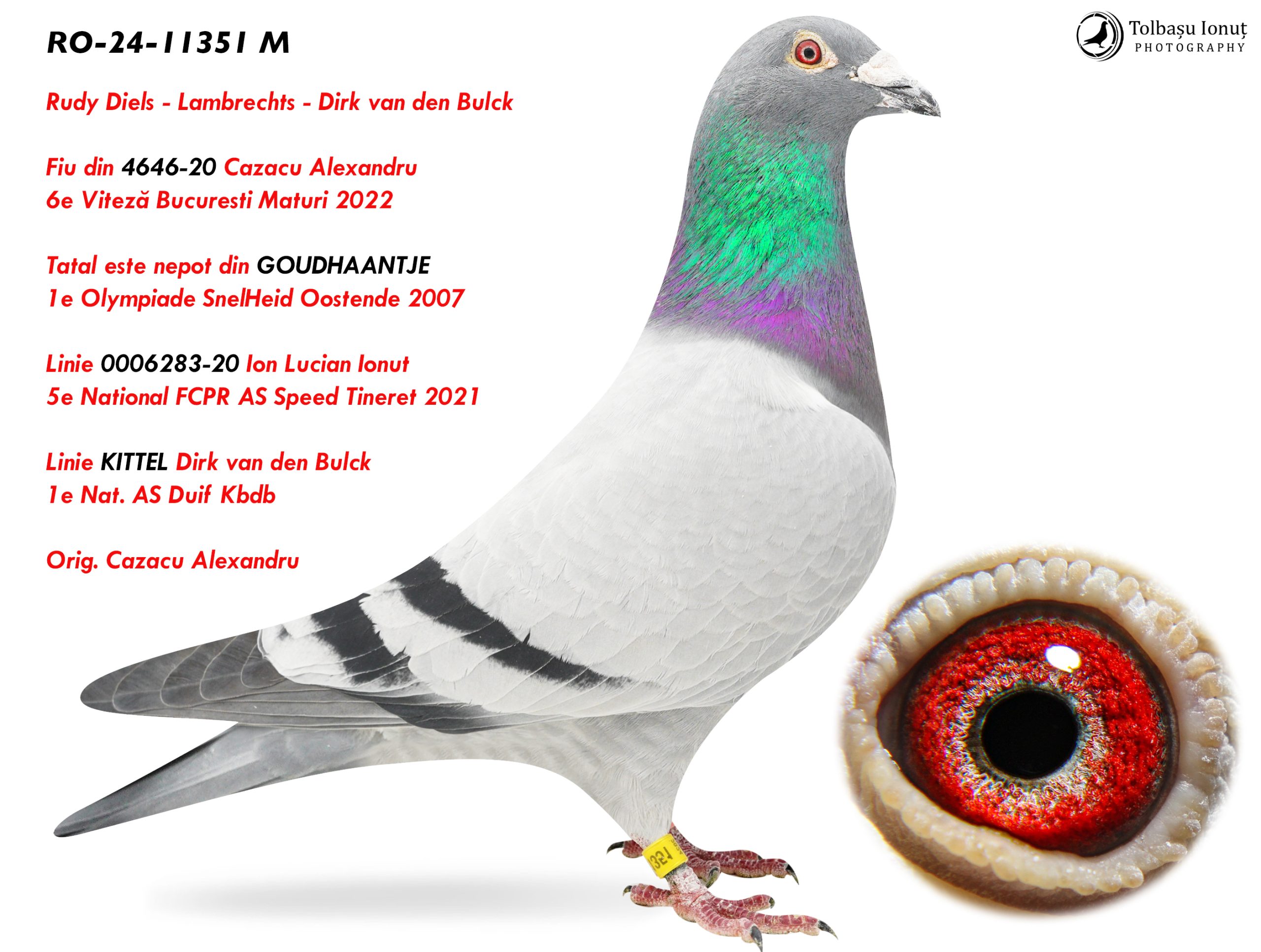 2.RO-24-11351 M ♂ Rudy Diels - Lambrechts - Dirk van den Bulck Fiu din 4646-20 Cazacu Alexandru 6e Viteză Bucuresti Maturi 2022