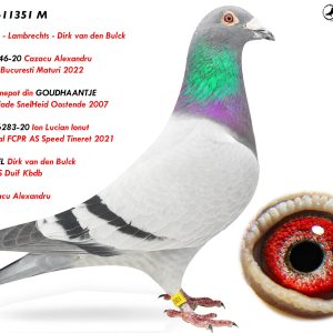 7.RO-25-11351 M ♂ Rudy Diels - Lambrechts - Dirk van den Bulck   Fiu din 4646-20 Cazacu Alexandru  6e Viteză Bucuresti Maturi 2022