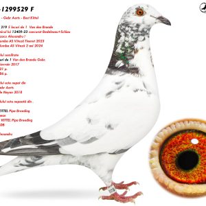 3.RO-25-1299529 F ♀ Tatal porumbelului semifrate  DIAMANT 8 locuri de 1 Van den Brande Gebr. 1e Ace Bird Quievrain 2017 1st Quievrain 221 p.