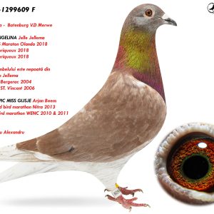 5.RO-25-1299609 F ♀ Jelle Jellema -  Batenburg V.D Merwe   Nepoată ANGELINA Jelle Jellema  13e Nat. AS Maraton Olanda 2018