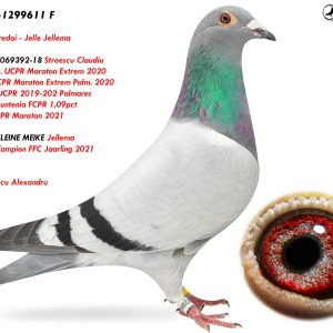 RO-25-1299611 F ♀ Nepoată 2069392-18 Stroescu Claudiu  1e Lot Nat. UCPR Maraton Extrem 2020 1e Nat. UCPR Maraton Extrem Palm. 2020