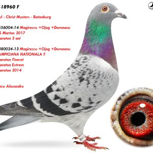 RO-25-18960 F ♀ Nepoată 380024-13 Magirescu +Ojog +Dorneanu TRIPLA CAMPIOANA NATIONALA !! 1e Nat. Maraton Tineret  1e Nat. Extrem