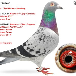 6.RO-25-18960 F ♀ Nepoată 380024-13 Magirescu +Ojog +Dorneanu TRIPLA CAMPIOANA NATIONALA !! 1e Nat. Maraton Tineret  1e Nat. Extrem