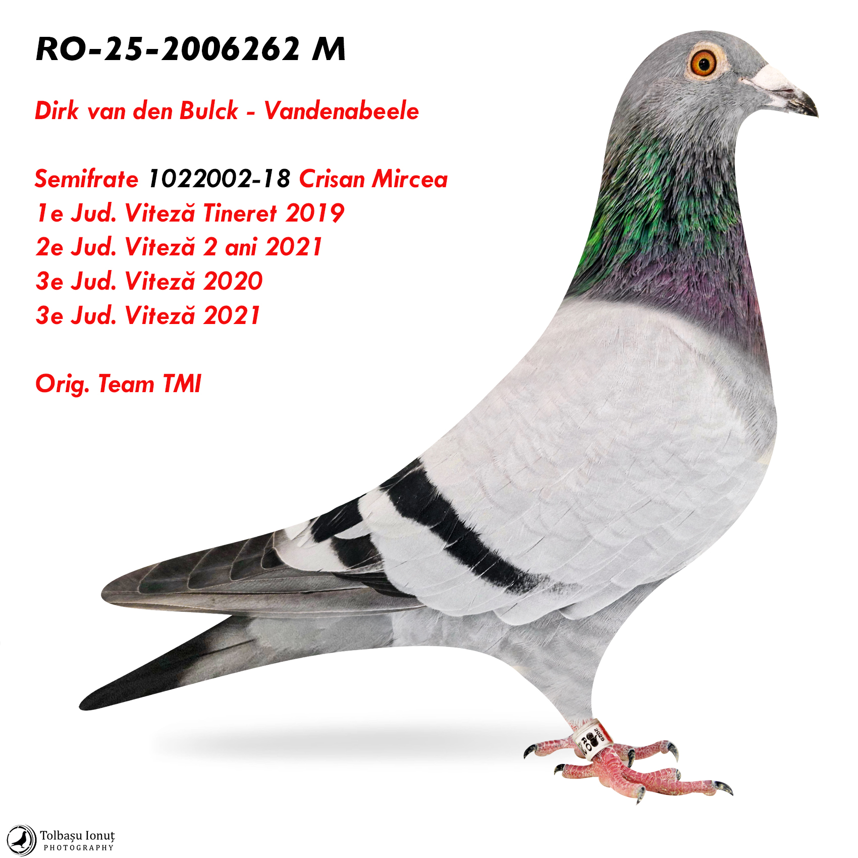 RO-25-2006262 M ♂ Dirk van den Bulck - Vandenabeele Semifrate 1e Jud. Viteză Tineret 2019