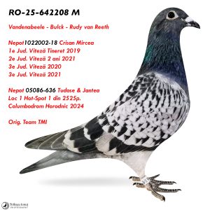 8.RO-25-642208 M ♂ Vandenabeele - Bulck - Rudy van Reeth   Nepot 02-18  1e Jud. Viteză Tineret 2019