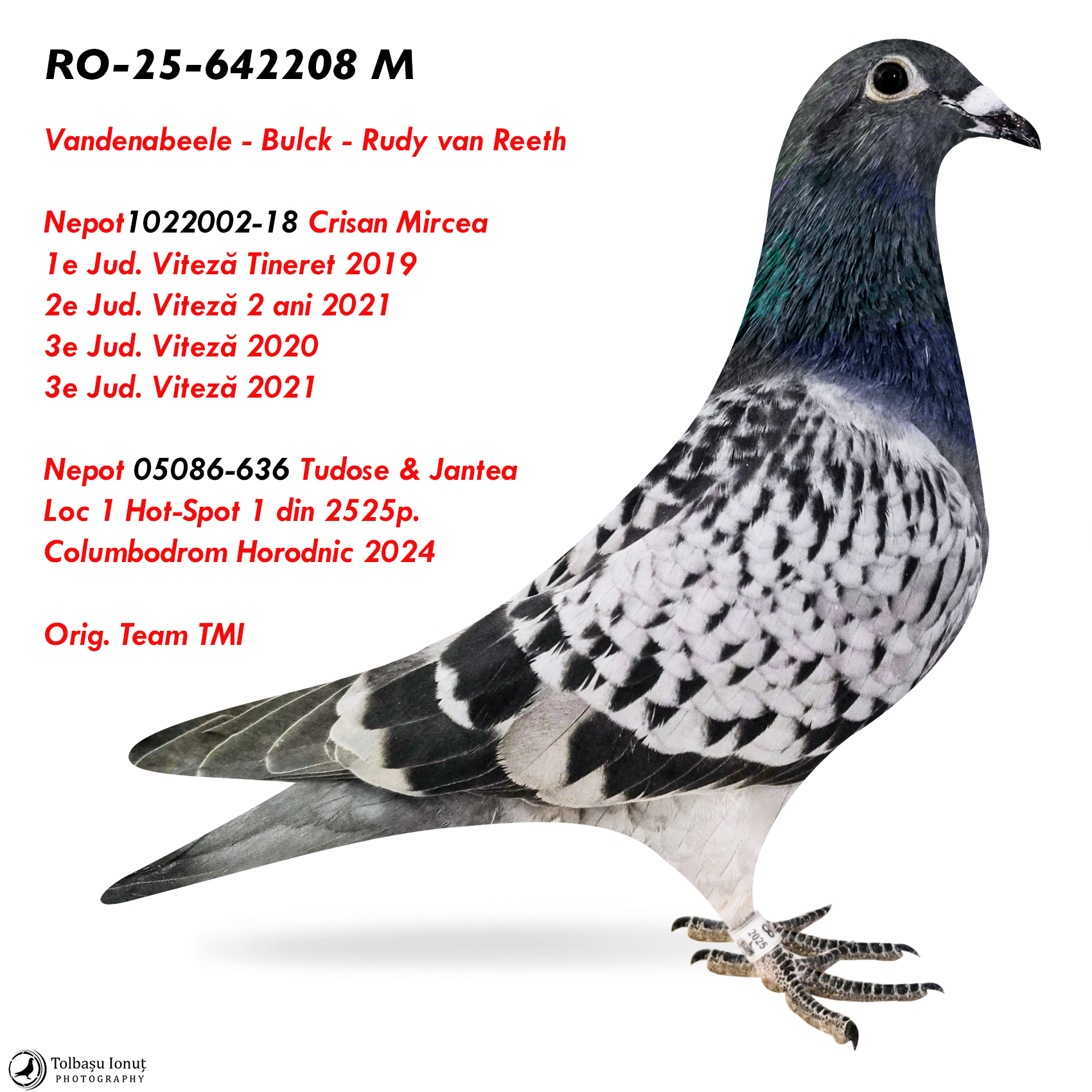 8.RO-25-642208 M ♂ Vandenabeele - Bulck - Rudy van Reeth Nepot 02-18 1e Jud. Viteză Tineret 2019