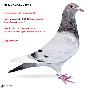 7.RO-25-642209 F ♀  Stefan Lambrechts - Hasendonckx   Linie Hasendonckx 082  Super Reproducator !!