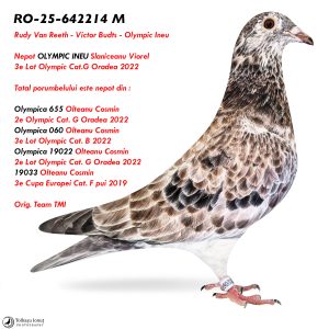 1.RO-25-642214 M ♂ Rudy Van Reeth - Victor Budts - Olympic Ineu   Nepot OLYMPIC INEU  3e Lot Olympic Cat.G Oradea 2022