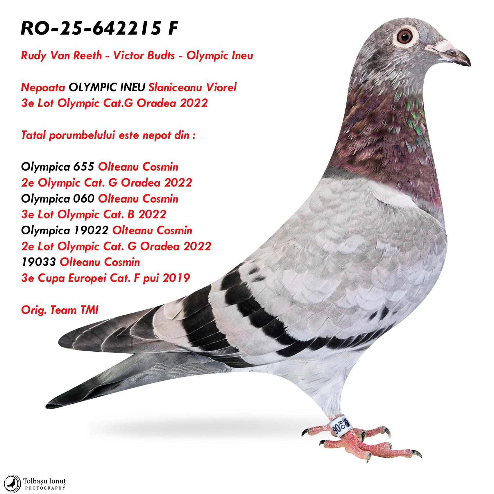 4.RO-25-642215 F ♀ Nepoata OLYMPIC INEU Slaniceanu Viorel 3e Lot Olympic Cat.G Oradea 2022