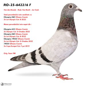 RO-25-642216 F ♀ Tatal porumbelului este semifrate cu  Olympica 060 Olteanu Cosmin  3e Lot Olympic Cat. B 2022