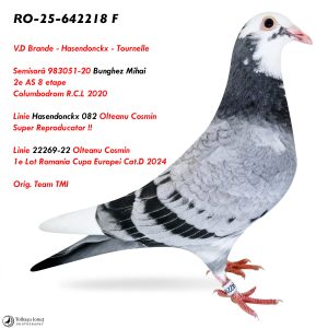 2.RO-25-642218 F ♀ V.D Brande  - Tournelle  Linie Hasendonckx 082 Olteanu Cosmin  Super Reproducator !!