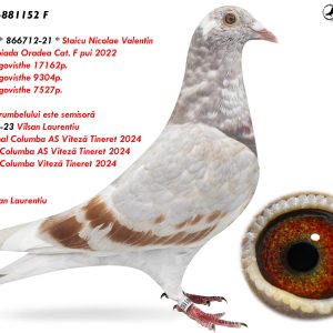 2.RO-25-881152 F ♀ Nepoata * 866712-21 * Staicu Nicolae Valentin 2e Olympiada Oradea Cat. F pui 2022