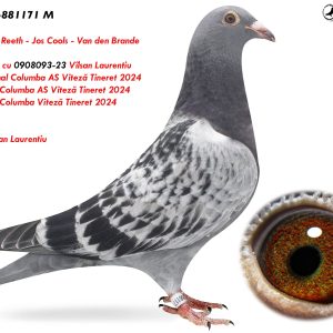 1.RO-25-881171 M ♂ Frate bun cu 0908093-23 Vîlsan Laurentiu 3e National Columba AS Viteză Tineret 2024