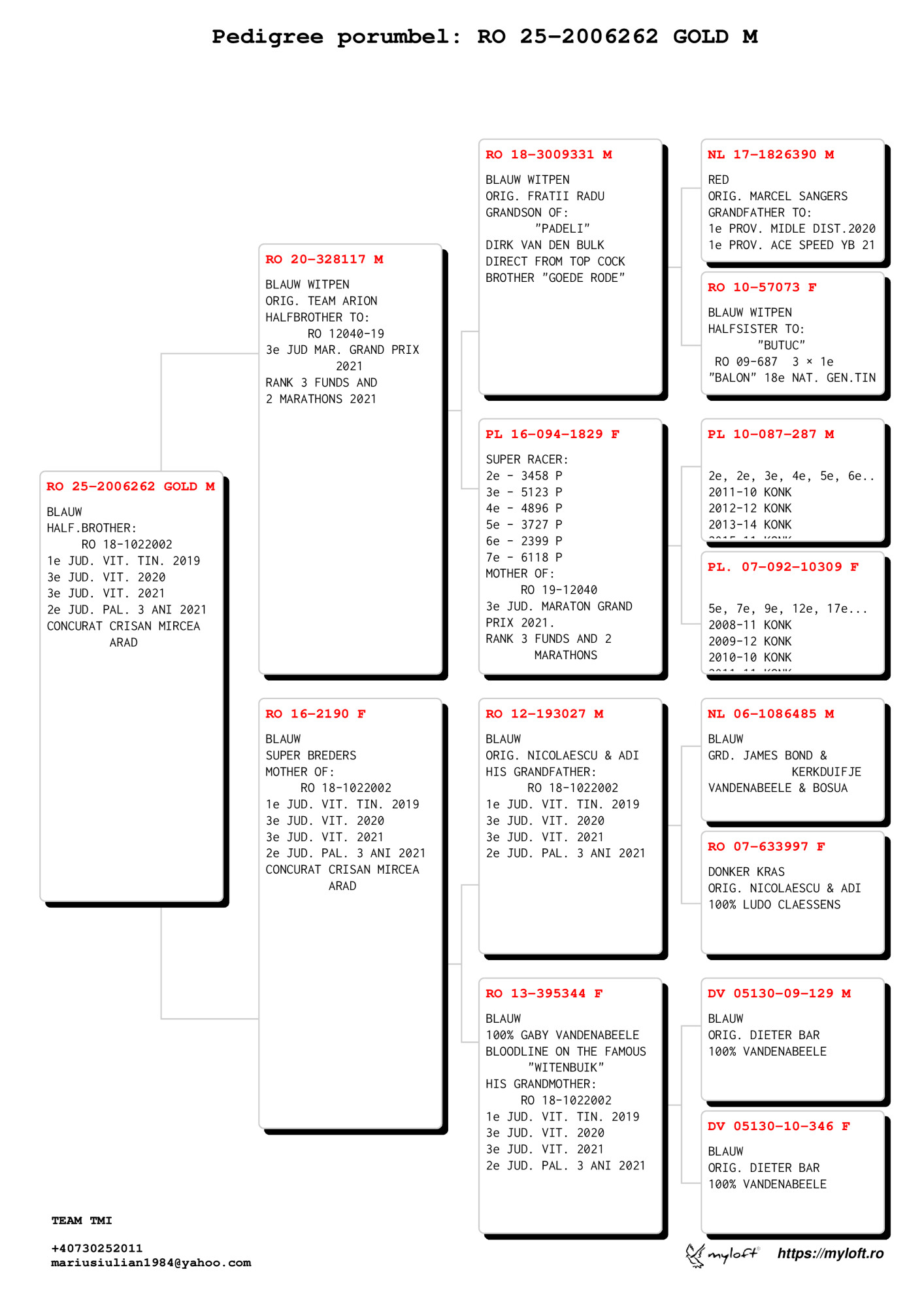 RO-25-2006262 M ♂ Dirk van den Bulck - Vandenabeele Semifrate 1e Jud. Viteză Tineret 2019 - imagine 2