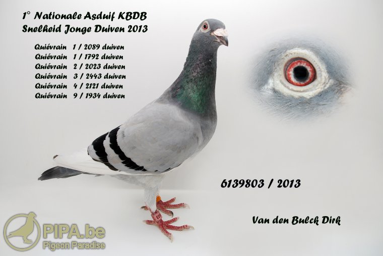 6.BE-24-4167180 M ♂ Nepot BEST KITTEL Dehon Demonseau 1st Nat. acebird sprint KBDB 2017 4th Nat. acebird sprint KBDB 2016 - imagine 7