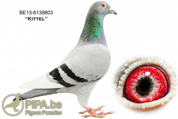 6.BE-24-4167180 M ♂ Nepot BEST KITTEL Dehon Demonseau 1st Nat. acebird sprint KBDB 2017 4th Nat. acebird sprint KBDB 2016 - imagine 6