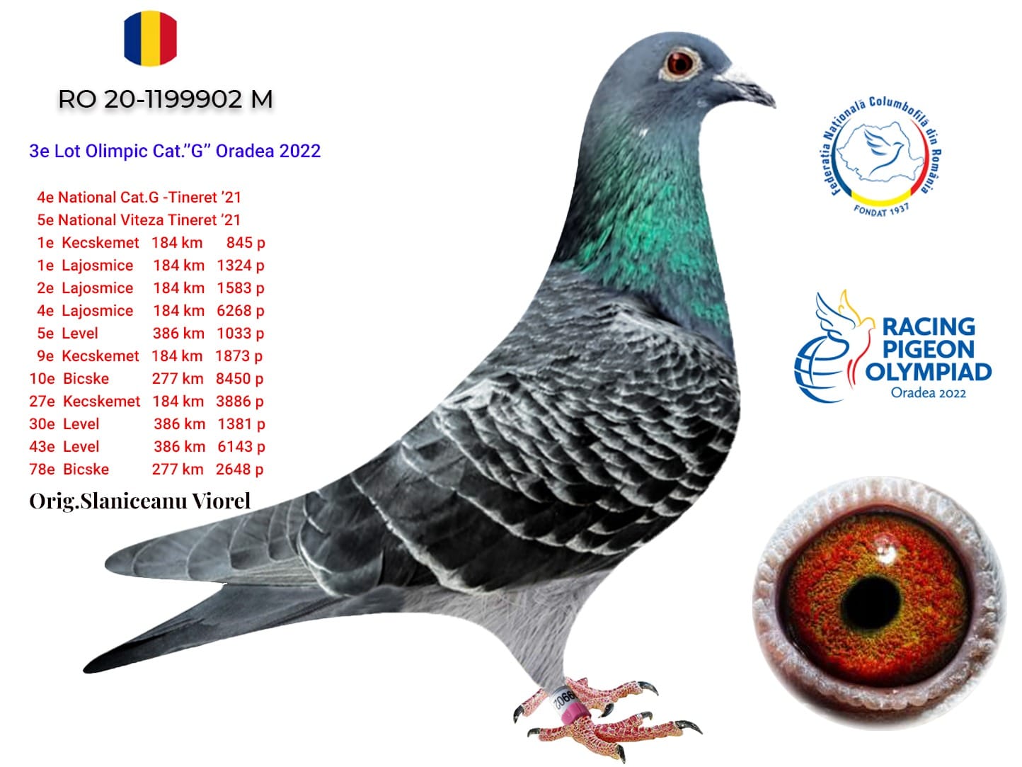 4.RO-25-642215 F ♀ Nepoata OLYMPIC INEU Slaniceanu Viorel 3e Lot Olympic Cat.G Oradea 2022 - imagine 3