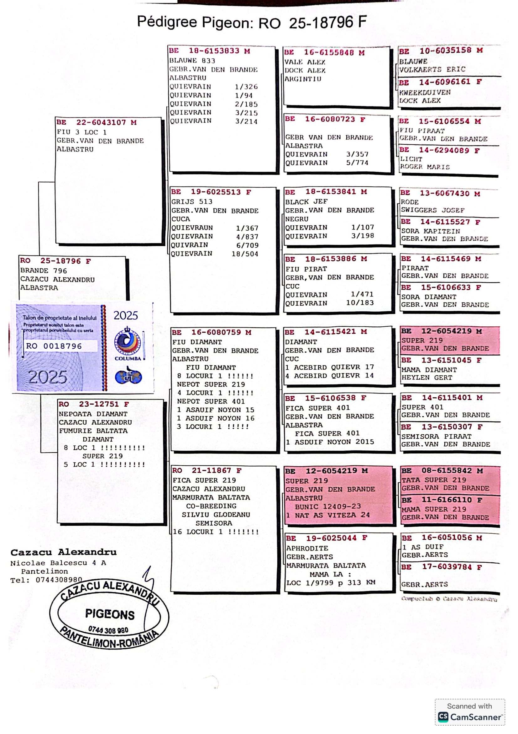 3.RO-25-18796 F ♀ Consangvină SUPER 219 5 locuri de 1 Van den Brande & Mama porumbelului este nepoată DIAMANT 8 locuri de 1 - imagine 2