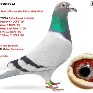 2.RO-23-950025 M ♂ Nepot ANTONIA Deftu Robert + Cătălin  1e Nat. Viteza M+Y UCPR `20 1e Nat. Viteza Y. UCPR `20 Linie  KITTEL