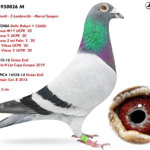 5.RO-23-950026 M ♂ Rudy van Reeth - C.Lambrechts - Marcel Sangers  Nepot ANTONIA Deftu Robert + Cătălin  1e Nat. Viteza M+Y UCPR `20