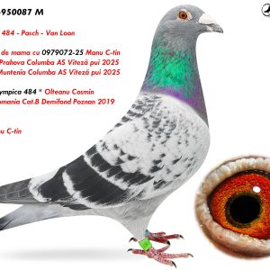 6.RO-23-950087 M ♂ Olympica 484 - Pasch - Van Loon   Semifrate de mama cu 0979072-25 Manu C-tin  2e Judet Prahova Columba AS Viteză pui 2025