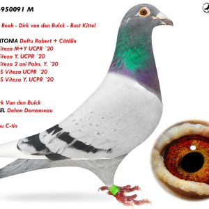 7.RO-23-950091 M ♂ Rudy Van Reeh - Dirk van den Bulck - Best Kittel   Nepot ANTONIA Deftu Robert + Cătălin  1e Nat. Viteza M+Y UCPR `20