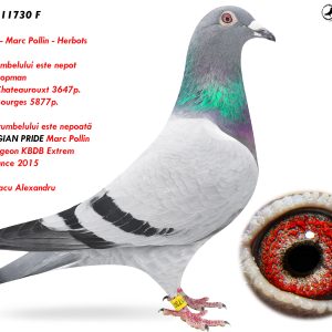 8.RO-24-11730 F ♀ Tatal porumbelului este nepot  MANU Koopman  1e NPO Chateaurouxt 3647p. 1e NPO Bourges 5877p. & NEW BELGIAN PRIDE