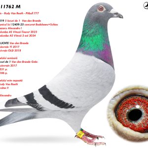 6.RO-24-11762 M ♂ Nepot SUPER 219 5 locuri de 1  Van den Brande  Mama porumbelului este nepoată PITBULL 777 Rudy Van Reeth