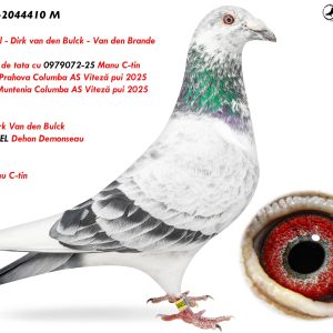 1.RO-24-2044410 M ♂ Semifrate de tata cu 0979072-25 Manu C-tin  2e Judet Prahova Columba AS Viteză pui 2025 2e Prov. Muntenia