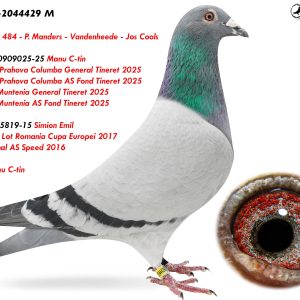 4.RO-24-2044429 M ♂ Frate cu 0909025-25 Manu C-tin  1e Judet Prahova Columba General Tineret 2025 2e Judet Prahova AS Fond Tineret 2025