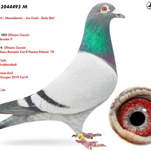 9.RO-24-2044493 M ♂ Linie   Hasendonckx 082 Olteanu Cosmin  Super Reproducator !!   Olympica 484  Olteanu Cosmin  1 olympic team