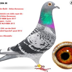 4.RO-24-304 M ♂ Tatal porumbelului este dublu nepot din : BEST KITTEL Dehon Demonseau  1e Nat. ACE KBDB Sprint 2017 Linie KITTEL