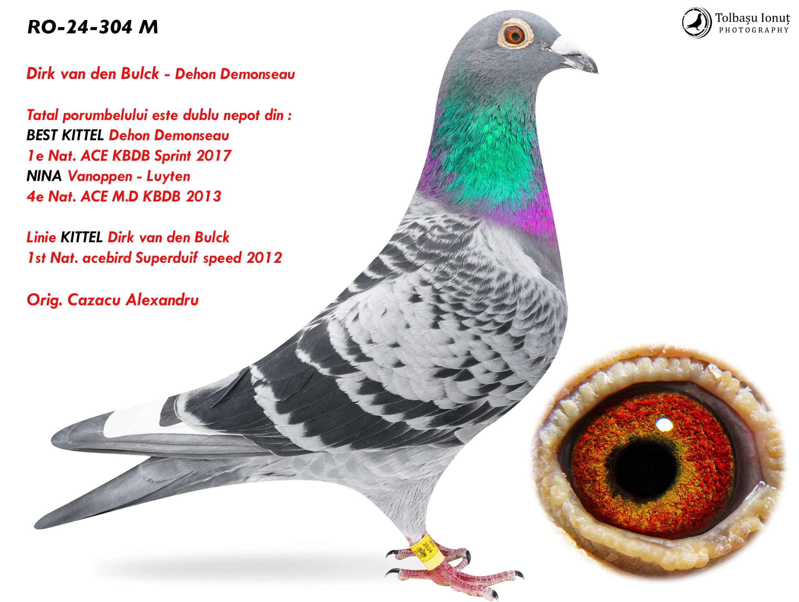 4.RO-24-304 M ♂ Tatal porumbelului este dublu nepot din : BEST KITTEL Dehon Demonseau 1e Nat. ACE KBDB Sprint 2017 Linie KITTEL